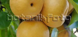 Japán körte, nasi 'Hosui' (<i>Pyrus pyrifolia</i> ''Hosui'')