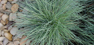 Juh csenkesz (<i>Festuca ovina</i>)