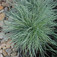 Juh csenkesz (<i>Festuca ovina</i>)