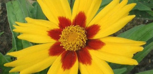 Nagyfészkű menyecskeszem (<i>Coreopsis grandiflora</i>)