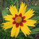 Szépecske (<i>Coreopsis grandiflora</i>)