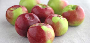 'McIntosh' alma (<i>Malus domestica</i> ''McIntosh'')