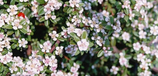 Szőnyegmadárbirs (<i>Cotoneaster dammeri</i> 'Coral Beauty')