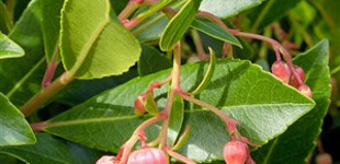 Szamócafa (<i>Arbutus unedo</i>)