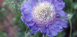 Kaukázusi ördögszem (<i>Scabiosa caucasia</i>)