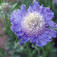 Kaukázusi ördögszem (<i>Scabiosa caucasia</i>)