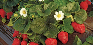 Szamóca (<i>Fragaria x ananassa</i>)