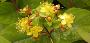 Szagtalan orbáncfű (<i>Hypericum inodorum</i> 'Rheingold')