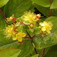 Szagtalan orbáncfű (<i>Hypericum inodorum</i> 'Rheingold')