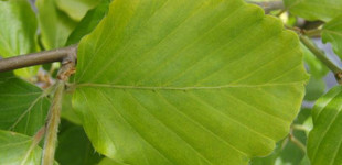 Bükk (<i>Fagus sylvatica</i> 'Zlatia')