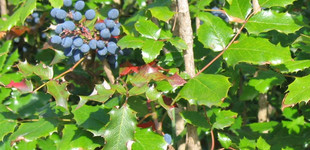 Közönséges mahónia (<i>Mahonia aquifolium</i>)