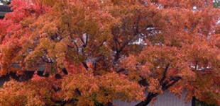 Mandzsu juhar (<i>Acer ginnala</i>)