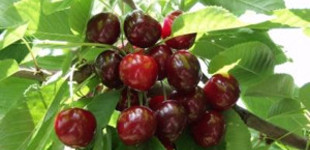 Cseresznye (<i>Cerasus avium</i> 'Germersdorfi 3')