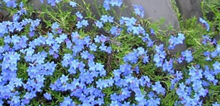 Kőmagcserje (<i>Lithodora diffusa diffusa</i>)