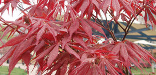 Vöröslevelű japán juhar (<i>Acer palmatum</i> 'Atropurpureum')