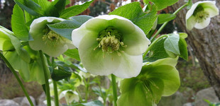 Keleti hunyor (<i>Helleborus orientalis</i>)
