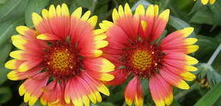Szépasszonyszeme (<i>Gaillardia sp.</i>)