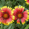 Szépasszonyszeme (<i>Gaillardia sp.</i>)