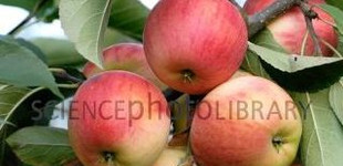 'Rebella' alma (<i>Malus domestica</i> ''Rebella'')