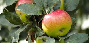 'Batul' alma (<i>Malus domestica</i> ''Batul'')