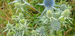 Kék iringó (<i>Eryngium planum</i>)