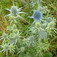 Kék iringó (<i>Eryngium planum</i>)