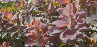 Hússzínű cserszömörce (<i>Cotinus coggygria</i> 'Grace')