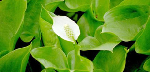 Sárkánygyökér (<i>Calla palustris</i>)