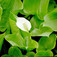 Sárkánygyökér (<i>Calla palustris</i>)