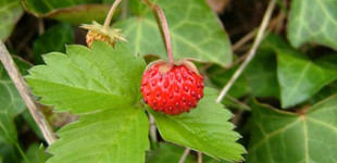 Szamóca (<i>Fragaria vesca</i>)