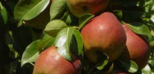 Clapp kedveltje körte (<i>Pyrus communis</i> ''Clapp's Favorite Pear'')