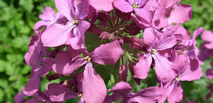 Holdviola (<i>Lunaria annua</i>)