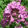Holdviola (<i>Lunaria annua</i>)