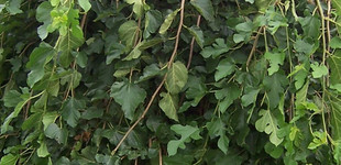 Csüngő eperfa (<i>Morus alba</i> 'Pendula')