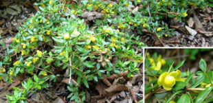 Örökzöld törpe borbolya (<i>Berberis frikartii</i> 'Amstelveen')