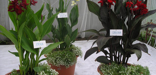 Kerti kánna (<i>Canna x generalis</i> 'Bailey')