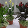 Kerti kánna (<i>Canna x generalis</i> 'Bailey')