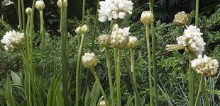 Széleslevelű pázsitszegfű (<i>Armeria pseudarmeria</i>)