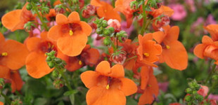 Kanálajak (<i>Diascia barberae</i>)