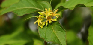 Keskenylevelű sárgalonc (<i>Diervilla sessilifolia</i>)