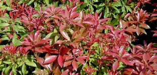 Babérhanga (<i>Pieris japonica</i> 'Mountaine Fire')
