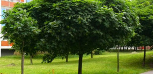 Gömb juhar (<i>Acer platanoides</i> 'Globosum')