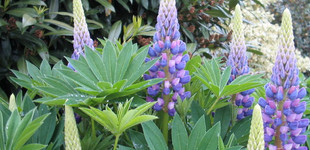 Kék csillagfürt (<i>Lupinus sp.</i> 'The Governor')