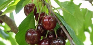 Cseresznye (<i>Cerasus avium</i> 'Katalin')