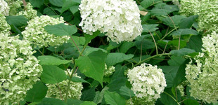 Cserjés hortenzia (<i>Hydrangea arborescens</i>)