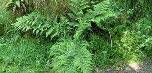 Széles pajzsika (<i>Dryopteris dilatata</i>)
