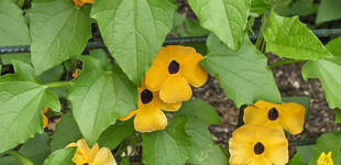 Szárnyas feketeszem (<i>Thunbergia alata</i>)