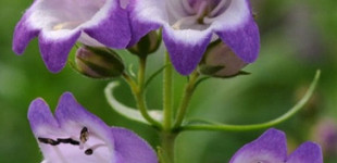 Bugatölcsér (<i>Penstemon  x Mexicali Carillo Purple</i>)