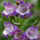 Bugatölcsér (<i>Penstemon  x Mexicali Carillo Purple</i>)
