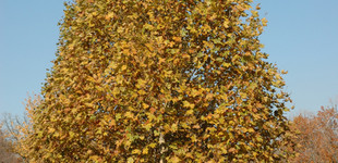 Juharlevelű platán (<i>Platanus x acerifolia</i> ''Morton Circle'')